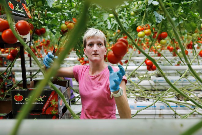 Slovenija je bila v prvi tretjini evropskih držav, ki so oddale strateške načrte. FOTO: Uroš Hočevar/Delo
