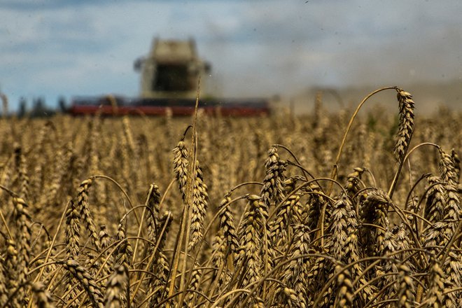 Na miilijone ton ukrajinskega žita še čaka na prevoz. FOTO: Reuters
