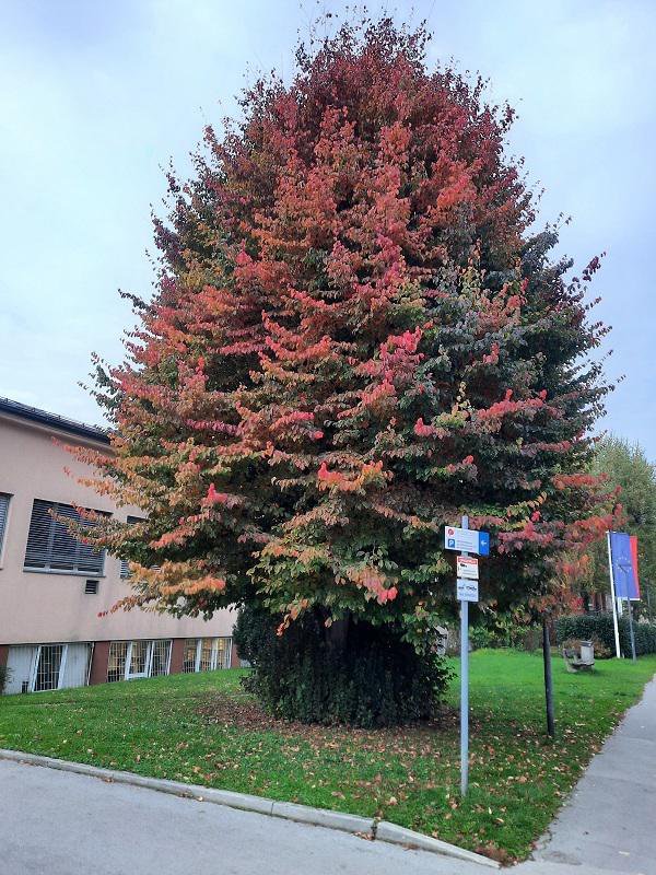 Perzijska bukev (Parrotia persica) ob Šlajmerjevi 6 FOTO: arhiv MOL
