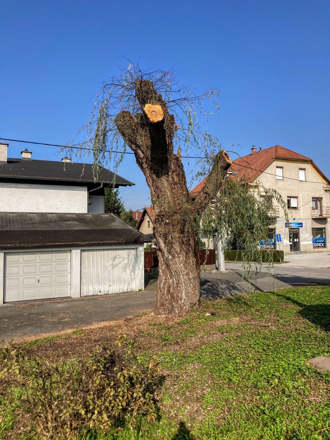 Po obrezu izgleda precej žalostno, a naslednje leto se bo morda obrasla Foto Jaroslav Jankovič
