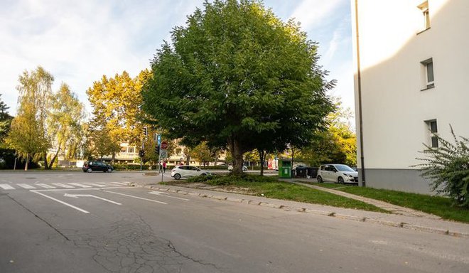 Kavkaški krilati oreškar, ki je lani dobil medaljo okoli debla FOTO: arhiv MOL
