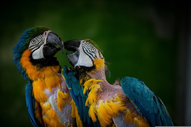 Tudi za velike papige morajo lastniki opraviti tečaj. FOTO:&nbsp;ARGE Papagaienschutz
