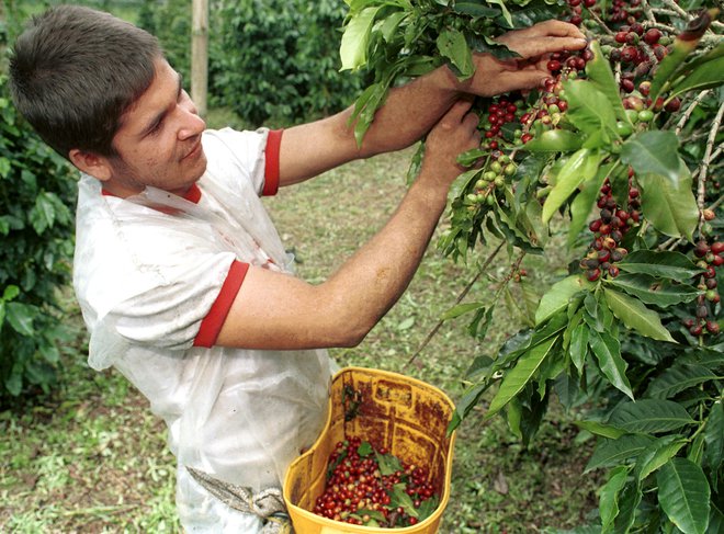Kava raste na drevesih kavovcih, ki dosežejo tudi zavidljive višine. Plodovi so najbolj podobni našim češnjam...&nbsp; FORO JOSE MIGUEL GOMEZ/REUTERS
