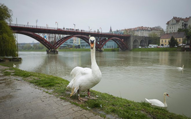 Noč na obisku se začne izrazito razpršeno, beremo pravzaprav nekakšne skice prizorov iz življenja oziroma spomina posameznika.&nbsp;FOTO:&nbsp;Jože Suhadolnik
