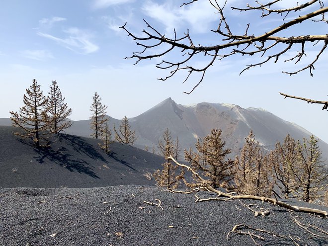 Na kraju, kjer je iz nič zrasla skoraj 200 metrov visoka vulkanska struktura, se je pred 19. septembrom 2021 razprostiral borov gozd. FOTO: Gašper Završnik
