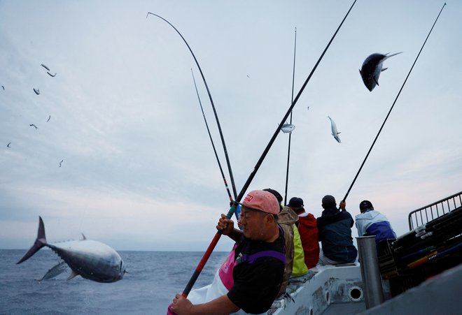 Uživajte tuno, saj je zelo zdrava, nikakor pa ne pretiravajte. Kakor pri vseh drugih stvareh je tudi tukaj pomembno, da ne pretiravamo in da skrbimo za zdravo in uravnoteženo prehrano. FOTO: Arhiv Polet/&nbsp;Kim Kyung-hoon Reuters
