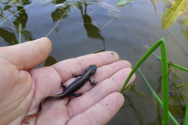 Izpust mladega pupka, ki se mu ni treba bati izsušitve. FOTO: Anja Bolčina/Kozjanski park
