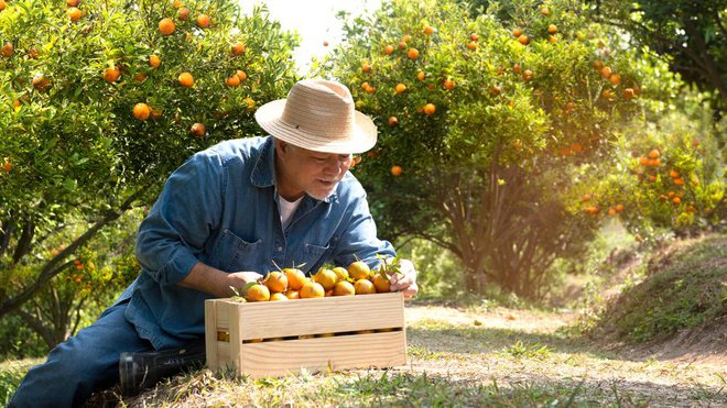 Obiranje mandarin v dolini Neretve. FOTO: Arhiv Polet/Shutterstock&nbsp;
