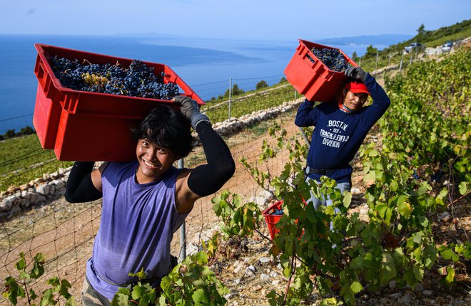 Hrvaška je ena izmed sosednjih držav, ki imajo podpisan sporazum, na podlagi katerega uvažajo filipinske delavce za delo v različnih gospodarskih panogah, tudi v kmetijstvu. FOTO; Tom Dubravec/ Cropix
