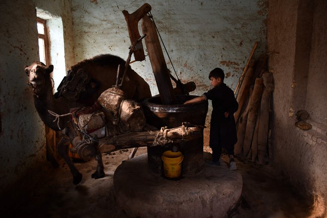 Afganistanski deček pridobiva olje iz sezamovih semen v mlinu, ki ga poganja kamela v Mazar-i-Sharifu. Foto: Afp
