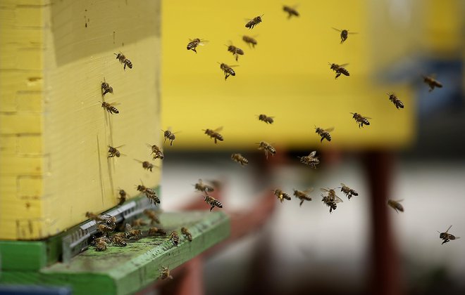 Čebelarstvo pridobiva tudi sodobne oblike, kakršno&nbsp;je urbano čebelarjenje. FOTO: Blaž Samec/Delo
