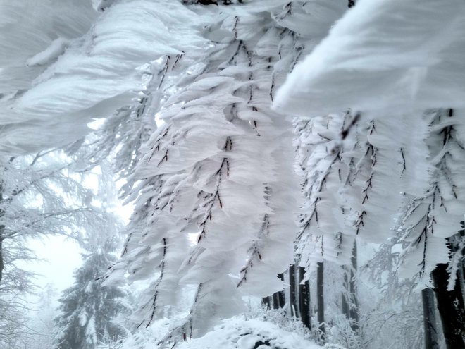 Ves gozd je bil videti kot zamaknjena slika snežnega kraljestva, ki jo je naslikal umetnik veter. FOTO: Boštjan Videmšek
