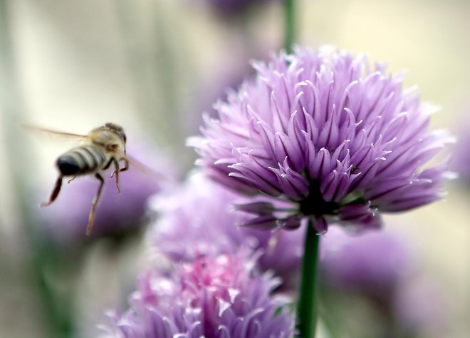 K odgovornosti za zmanjšanje porabe pesticidov je komisijo zavezala tudi evropska državljanska pobuda za zaščito čebel in kmetov. FOTO:&nbsp;Dejan Javornik
