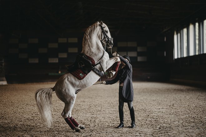 Nosilci žive dediščine so državne kobilarne ter združenja rejcev lipicancev. FOTO: Vid Rotar
