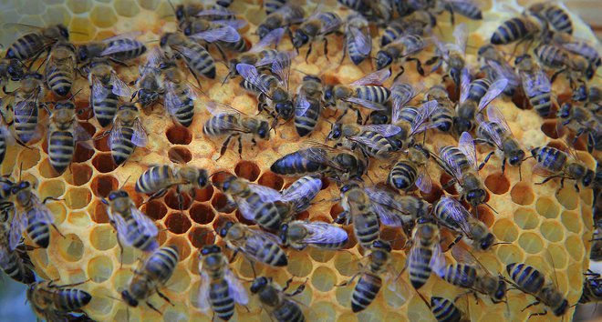 Kranjska čebela je najbrž najštevilčnejši izvozni artikel Slovenije. FOTO: Jože Suhadolnik/Delo
