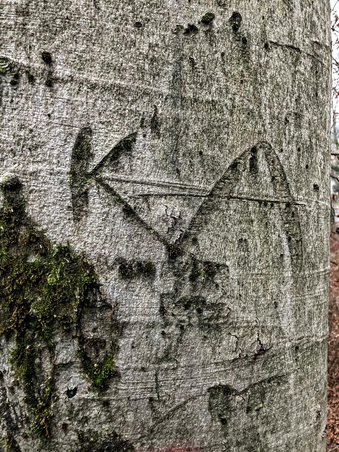 Stara drevesa so popisana z inicialkami imen. Foto Jaroslav Jankovič
