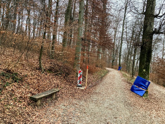 Če bi sledili smernicam gospodarskega gozda, bi posekali vsa drevesa ob poti. Foto Jaroslav Jankovič
