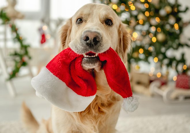 Kaj bi ji bolj teknilo za božično večerjo? FOTO: Shutterstock
