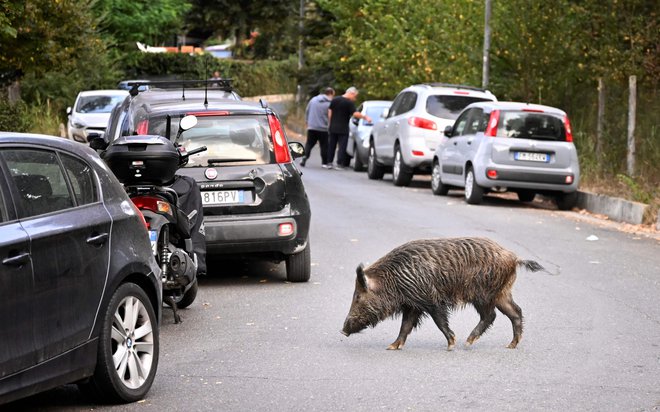 Ustreljena divjad bo morala na veterinarski pregled, potem bo vrnjena strelcem. Dovoljena bo uporaba mesa za prehrano ljudi. FOTO: Alberto Pizzoli/AFP
