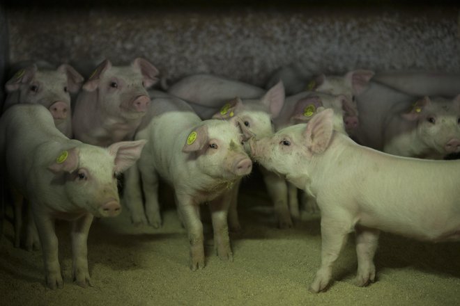 Nedavni primer krute in povsem brezčutne zlorabe živali v eni izmed slovenskih klavnic je primer nečesa, kar je zelo težko ubesediti. FOTO: Jure Eržen/Delo
