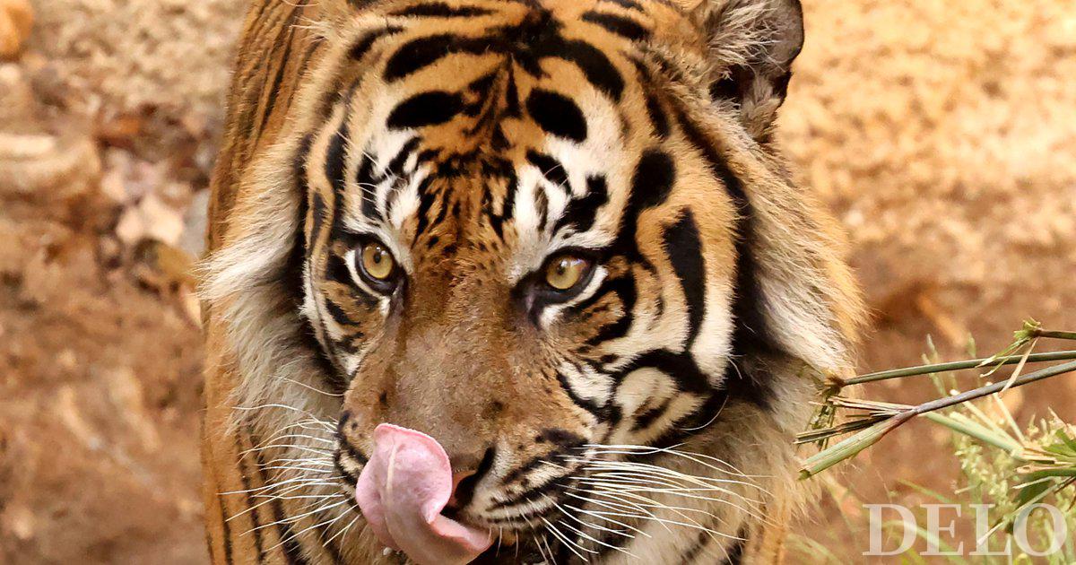 La tigre ha attaccato il domatore nel circo di Orfeo