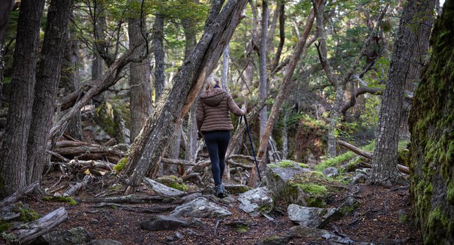 Kamor koli sem pogledala, povsod le drevje, trnje in močvara. Poti, ki bi me pripeljala iz gozda, pa nikjer. FOTO: Shutterstock
