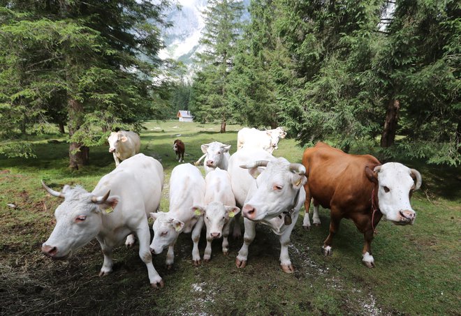 Metan nastaja pri fermentaciji v prebavilih prežvekovalcev, zlasti goveda. FOTO:&nbsp;Dejan Javornik
