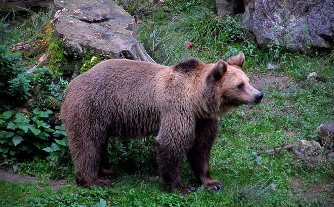 Pri medvedih se je treba zavedati, da je to vrsta, ki se razširja od Sredozemlja do subpolarnega pasu, in variiranje temperature za dve stopinji Celzija nanjo nima znatnejšega vpliva. FOTO: Blaž Samec
