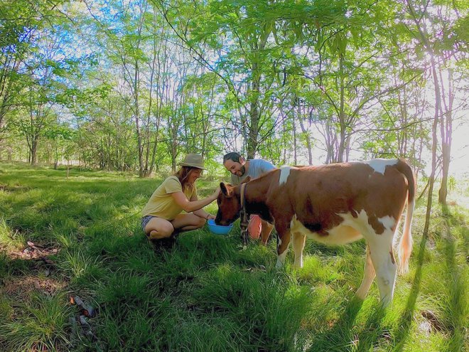Med številnimi živalmi skrbita tudi za posvojeno kravo Isabelo Antonio. FOTO: osebni arhiv
