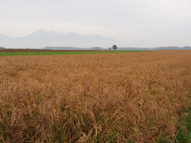 Leta 2021 je bilo v Sloveniji s prosom posejanih 418 hektarov njiv, pridelanega je bilo 520 ton prosa. FOTO: Janja Bernik
