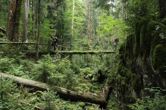 Prizor iz narodnega parka Risnjak v Gorskem kotarju FOTO: osebni arhiv Jakoba Pavlina
