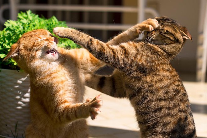 Nasilje v šoli je posledica nasilja v okolju. FOTO:&nbsp;Mariya Ilmaz/Shutterstock
