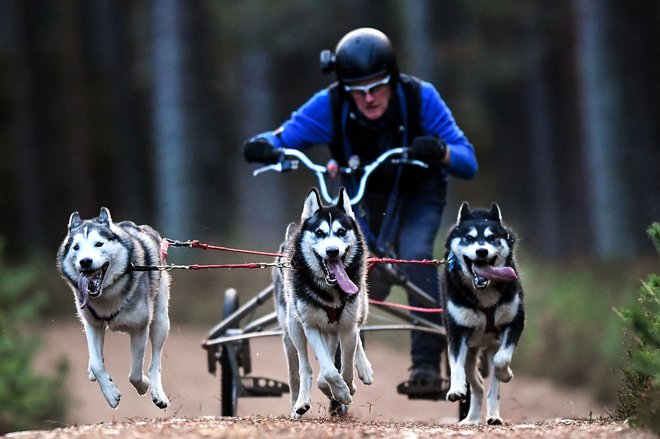 Musher se s svojo ekipo psov trenira na gozdnih poteh pred 39. dirko s sanmi sibirskih haskijev v Aviemoru na Škotskem. Foto: Andy Buchanan/Afp
