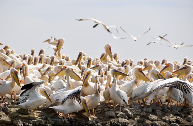Okoli 14.000 pelikanov si za gnezdenje vsako leto izbere majhno zaplato kopnega v nacionalnem parku Djoudj.&nbsp;FOTO: Gašper Završnik
