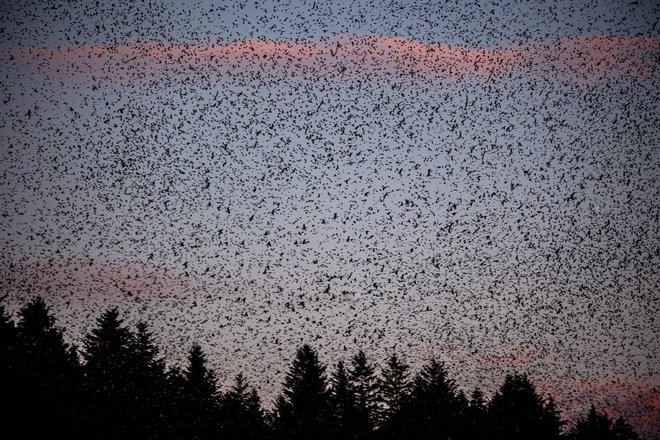 Velikanska jata pinož, ki smo jo opazovali, je bila živ dokaz neizmerne medsebojne usklajenosti. FOTO: Črt Piksi/Delo
