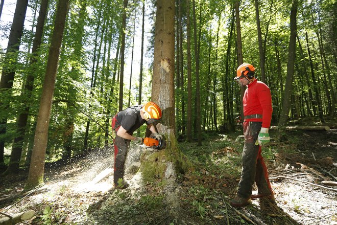 Slovenski gozdovi imajo pretežno naravno sestavo drevesnih vrst in naravno zgradbo ter so bogati z lesno maso: takšni so zaradi načrtnega sonaravnega gospodarjenja z njimi že dolga desetletja. FOTO LEON VIDIC/DELO
