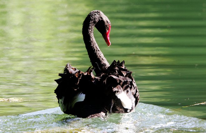 Z izjemo črnega laboda v ljubljanskem živalskem vrtu so v Slovenji v zadnjih tednih ptičjo gripo potrdili le pri divjih pticah. FOTO: Igor Modic
