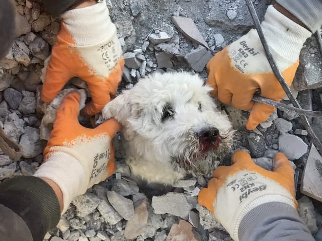 Reševalci so po treh dneh izpod ruševin rešili psička Pamuka. FOTO: Gurkan Ozturk/AFP
