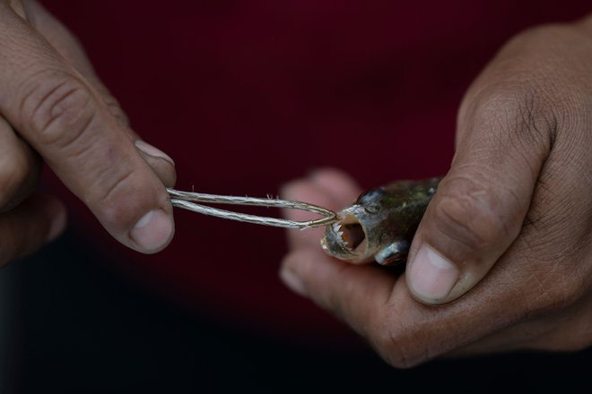 Domorodka plemena Siekopai drži nedavno ujeto piranjo med drugim nacionalnim srečanjem skupnosti naroda Siekopai v Amazoniji v perujskem mestu Lagartocochi. Sami sebe imenujejo raznobarvno ljudstvo po privlačnih tradicionalnih telesnih barvah in okraskih, ki jih nosijo v osrčju amazonskega pragozda. Zdaj amazonsko ljudstvo, ki so ga pestila desetletja vojn, živi razpršeno med vasmi ob ekvadorsko-perujski meji. Voditelji Siekopaijev, ki so na robu izumrtja, pravijo, da je vprašanje preživetja, da si povrnejo zemljo svojih prednikov, ki je v odmaknjenem osrčju Amazonije še vedno večinoma nedotaknjena. Foto: Pedro Pardo/Afp
