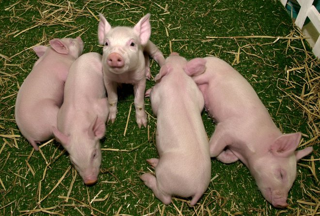 Pet kloniranih pujsk Millie, Christa, Alexis, Carrel in Dotcom v virginijskem laboratoriju&nbsp;britanske družbe PPL Therapeutics, ki je klonirala že ovco&nbsp;Dolly. Foto Š Mike Theiler/Reuters Reuters Pictures
