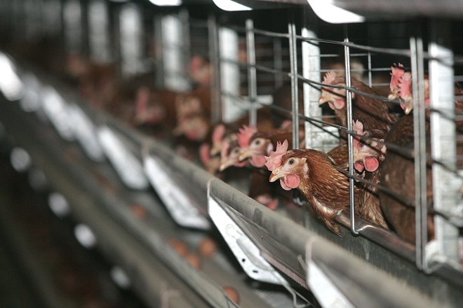 Znanstveniki priporočajo tudi zmanjšanje gostote piščancev v rejah, možnost izpusta in zmanjšanje hrupa.&nbsp;FOTO: Mavric Pivk
