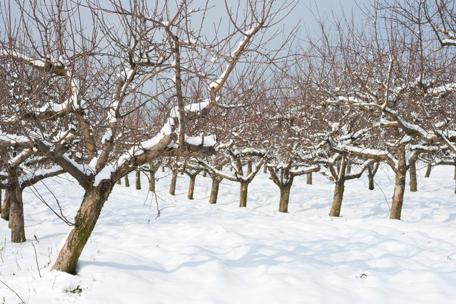 Sadna drevesa so bila zadnjo nedeljo v januarju še vedno obložena z jabolki, veliko jih je odpadlo, nekaj dreves pa je sneg polomil. FOTO SHUTTERSTOCK (Fotografija je simbolna.)
