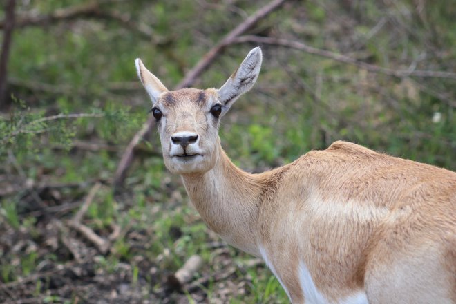 Ko sove ni doma, srne rajajo. FOTO: Shutterstock
