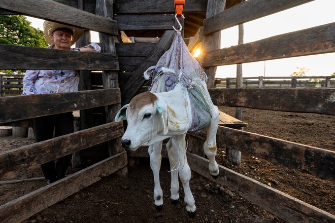 Vlada do leta 2025 načrtuje povečanje števila glav goveda z dobrih deset na dvaindvajset milijonov, kar pomeni skoraj dve kravi na prebivalca. Na fotografiji ranč Nuewa York blizu mesta San Ignacio de Velasco na vzhodu Bolivije. FOTO: Matjaž Krivic
