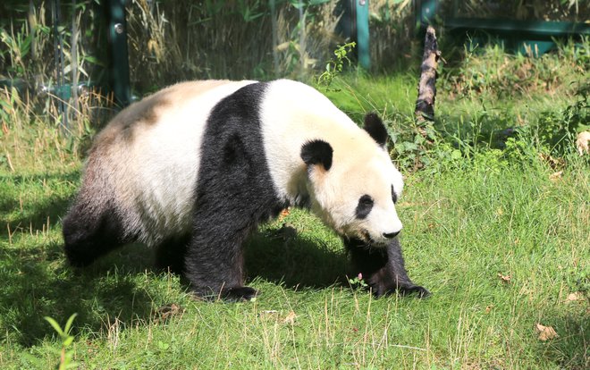Panda, največja atrakcija živalskega vrta Schönbrunn, najstarejšega na svetu FOTO: Milan Ilić
