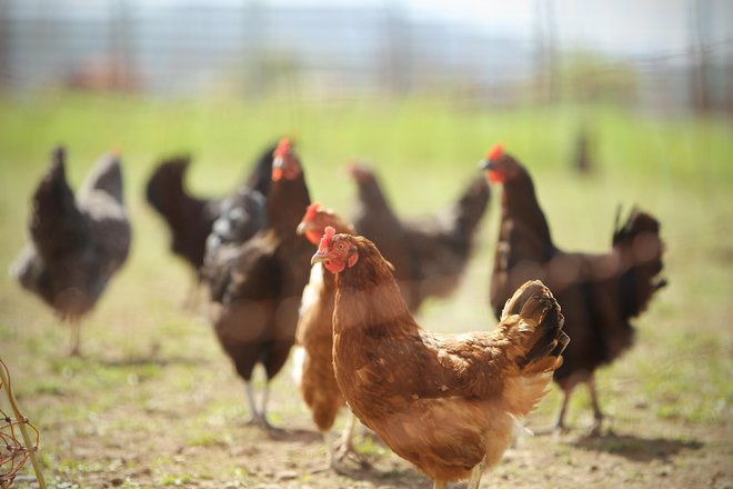 Perutnina v prosti reji, ki je v bližini vodnih površin, predstavlja največje tveganje za okužbo. FOTO:&nbsp;Jure Eržen
