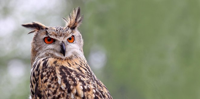 Velika uharica je izjemno redka in ogrožena vrsta v Sloveniji.&nbsp;FOTO: Tomaž Mihelič
