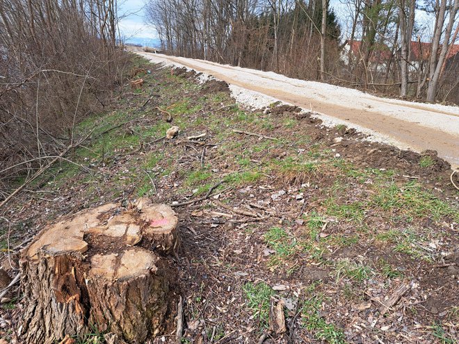 Koliko dreves bo še padlo za kolesarsko stezo med Kasazami in Vrbjem? FOTO: Špela Kuralt/Delo
