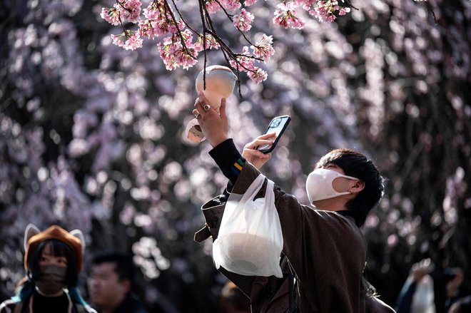 Japonske češnje so letos prej naznanile pomlad. FOTO: Richard A. Brooks/AFP
