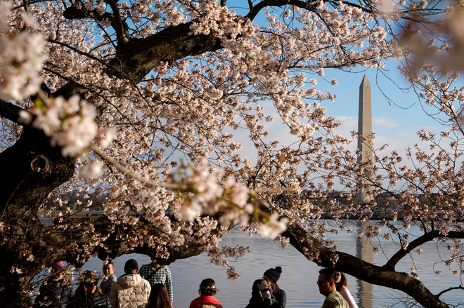 Washingtonske češnje slavijo tudi s spomini. FOTO:&nbsp;Elizabeth Frantz/Reuters
